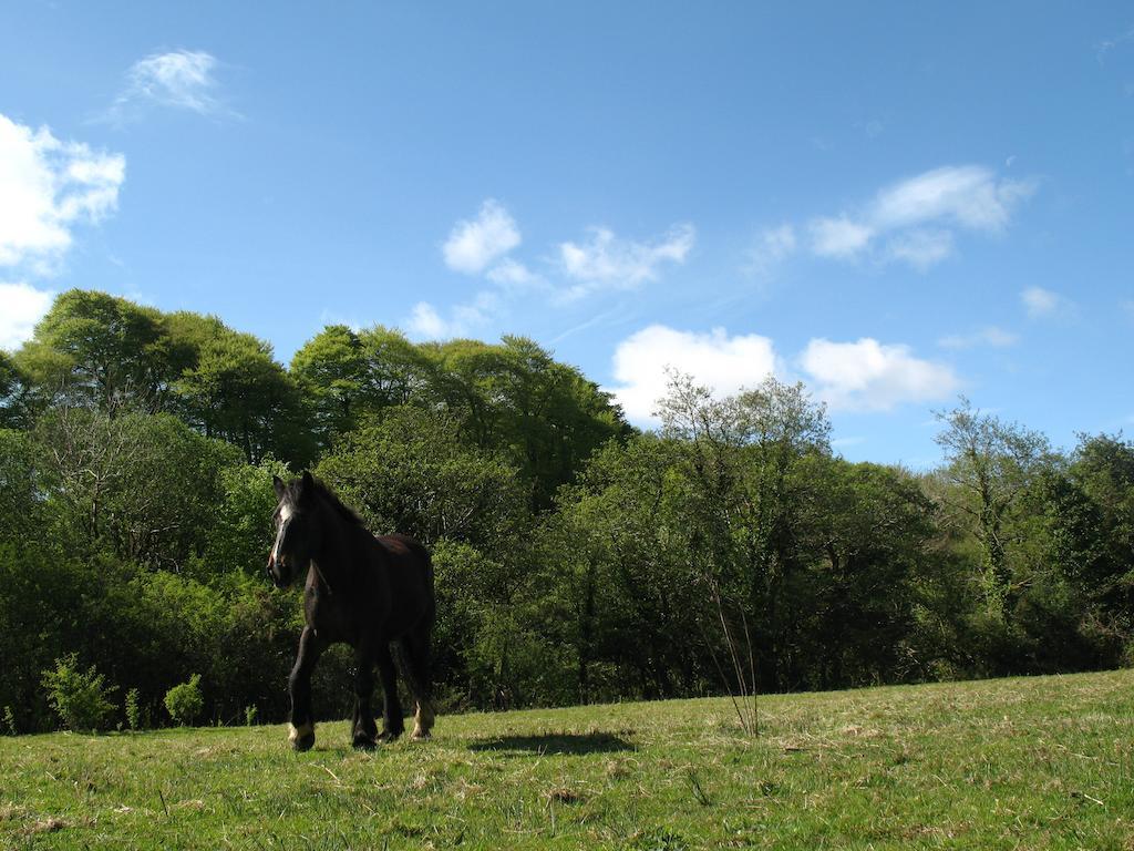 Killarney Glamping At The Grove, Suites And Lodges Habitación foto